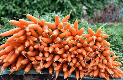 Aywal Carrot Nantes, Gajar Seed(800 per packet)