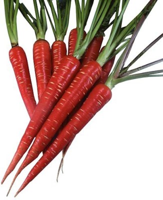 KANAYA Carrot Seed(120 per packet)