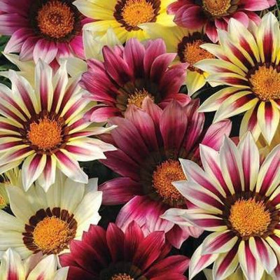Aro Gazania Seed(40 per packet)