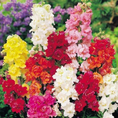 Chalisa Balsam, Balsam Flower seeds Seed(22 per packet)