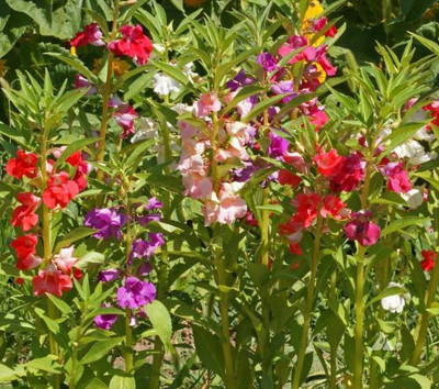 Aro Balsam Seed(42 per packet)