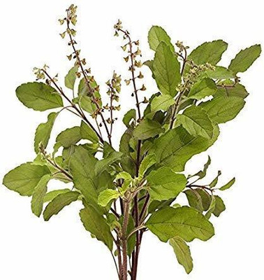 Aywal Krishna Tulsi Seed(20 per packet)