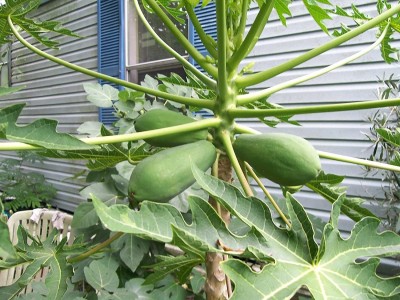 GreenyOn Papaya Plant(Hybrid, Pack of 1)