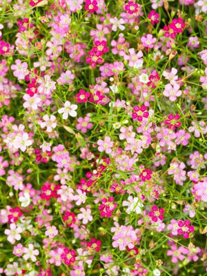 Mozette Hybrid Gypsophila Seed(55 per packet)
