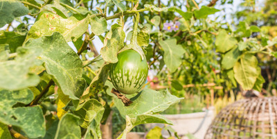 AloGardening Brinjal Big Seed(100 per packet)