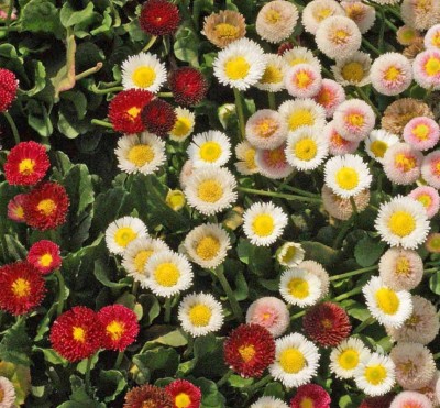 Udanta English daisy Flower for Land & Pot Gardening | Beautiful Flower for Balcony |Pack of 50 Flower Seeds Seed(50 per packet)