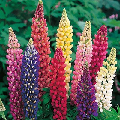 Lorvox lupin flower seeds mix colour/lupin Seed(80 per packet)