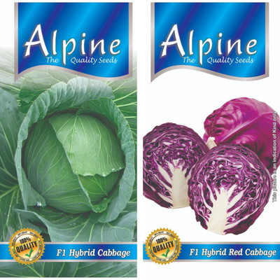 U-GROW INDIA HYBRID CABBAGE, HYBRID RED CABBAGE Seed(50 per packet)