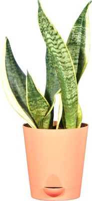 Leafy Lifestyle Snake Plant(Pack of 1)