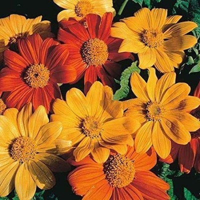 Udanta Tithonia Flower Bulbs | F1 Hybrid Flower & Best for Home Gardening | Pack of 5 Flower Bulbs Seed(5 per packet)