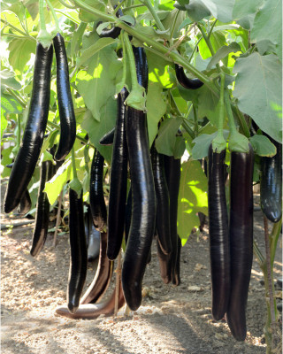 K.K.Enterprise BRINJAL SEEDS Seed(30 per packet)