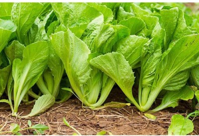 KUSH Mustard Spinach Seeds Seed(25000 per packet)