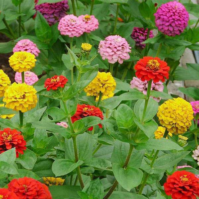 UGRA Zinnia Tall Mixed Color Seed(5 per packet)