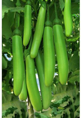 AloGardening Brinjal Big Seed(80 per packet)