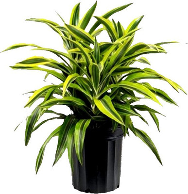 Ultima Search Dracaena Plant(Pack of 1)