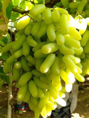 GreenyOn Grapes Plant(Hybrid, Pack of 1)