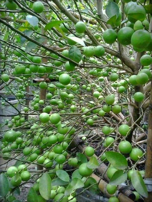 The Entacloo Lemon Plant(Hybrid, Pack of 1)