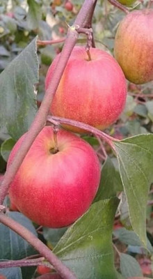 Samarthgreens Ber Apple Plant(Hybrid, Pack of 1)