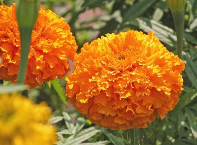 CYBEXIS XLL-35 - Petite French Marigold - (2250 Seeds) Seed(2250 per packet)