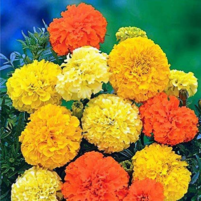 VibeX ® VMR-367 Marigolds Cool Mix Seed(500 per packet)