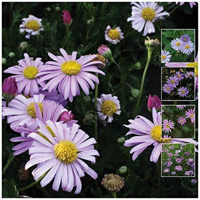 CYBEXIS Brachyscome Iberidifolia / Swan River Daisy Seed(50 per packet)