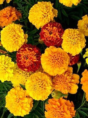 CYBEXIS LX-64 - Mexican Marigold Cool Mix - (2250 Seeds) Seed(2250 per packet)