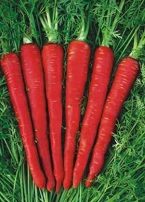 Radha GAJAR/CARROT Seed(50 per packet)