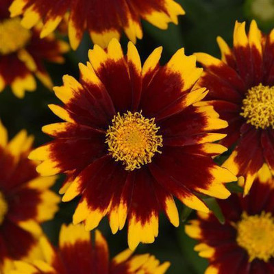 syed garden Coreopsis UpTick™ Red seed, pack of 50 seed, coreopsis Seed(50 per packet)