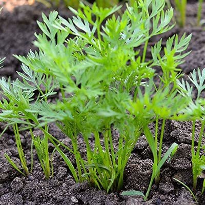 KANAYA Carrot / Gajar Seed(35 per packet)