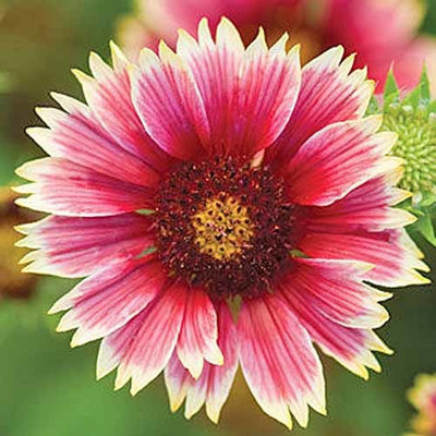 syed garden portulaca color flower seed, pack of 50 seed Seed(50 per packet)