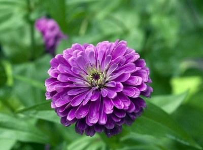 Udanta Zinnia Purple Flower | Fresh & Healthy Flower Seeds | Pack of 50 Flower Seeds Seed(50 per packet)