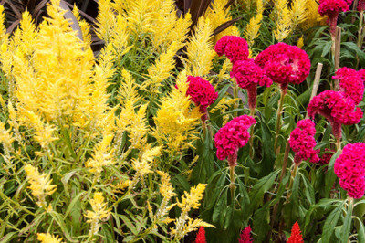 Paudha Cockscomb Flower Seed(25 per packet)