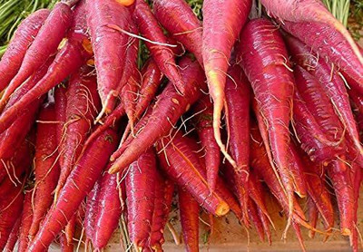 KANAYA Carrot / Gajar Seed(350 per packet)