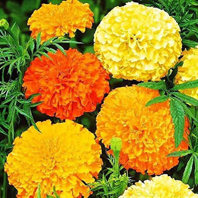 VibeX ® LXI-404 Marigolds Cool Mix Seed(500 per packet)