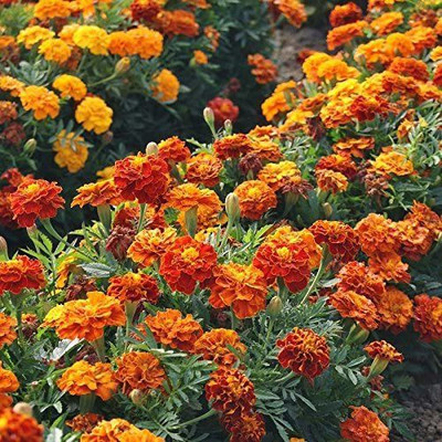 VibeX ® VMR-66 French Marigold Sparky Mix Seed(500 per packet)