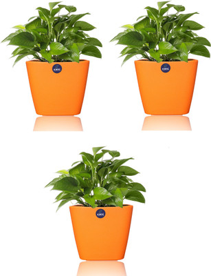 KWEL Plant Container Set(Pack of 3, Plastic)