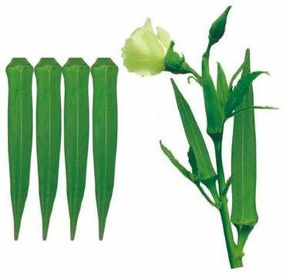 KANAYA Okra Seed(25 per packet)