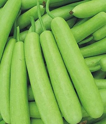 MKR Enteprises Bottle Gourd Seed(100 per packet)