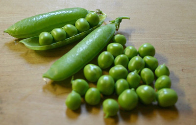 VibeX ® XXL-27 Early Frosty Pea Seeds Seed(50 per packet)