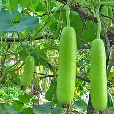 MKR Enteprises Bottle Gourd Seed(100 per packet)