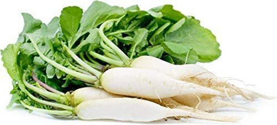 VibeX VXI-87 - White Icicle Radish - (2250 Seeds) Seed(2250 per packet)