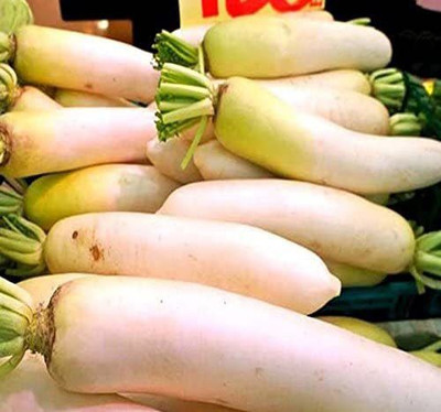 CYBEXIS NDIR-34 - Daikon Japanese Radish - (250 Seeds) Seed(250 per packet)