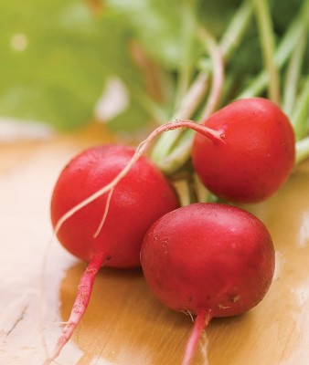 CYBEXIS XL-97 - Cherry Belle Radish - (250 Seeds) Seed(250 per packet)