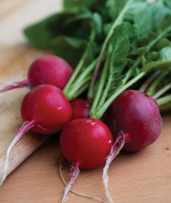 CYBEXIS PAU-62 - Cherry Belle Radish - (2250 Seeds) Seed(2250 per packet)