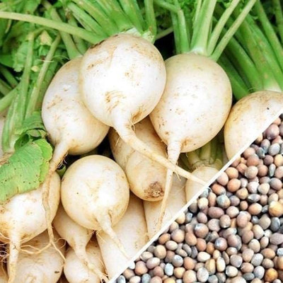 VibeX TLX-41 - Hailstone Radish - (750 Seeds) Seed(750 per packet)