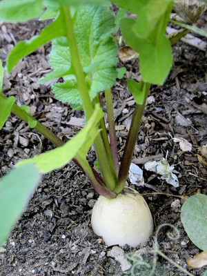 CYBEXIS XLR-23 - White Icicle Radish - (250 Seeds) Seed(250 per packet)