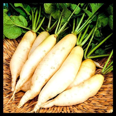 CYBEXIS VXI-36 - White Icicle Radish - (750 Seeds) Seed(750 per packet)