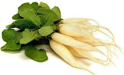 CYBEXIS LXI-22 - White Icicle Radish - (250 Seeds) Seed(250 per packet)