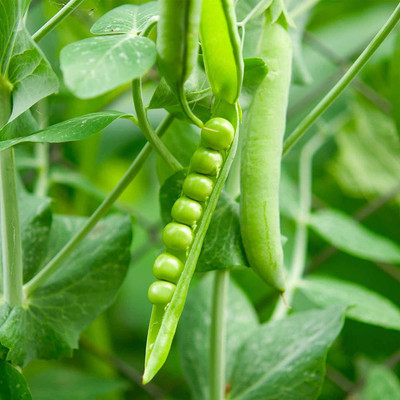 CYBEXIS VVI-4 - Early Frosty Pea - (100 Seeds) Seed(100 per packet)