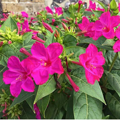 GARDENHUNT Four O'Clock Mix, Mirabilis jalapa Seed(10 per packet)